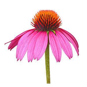 echinacea